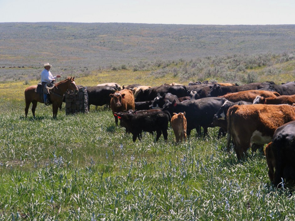 when to buy and sell stocker cattle