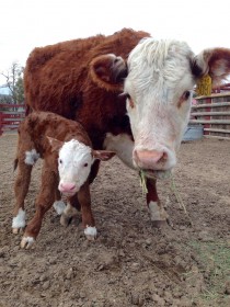 Franklin and his Mom have been loving all the extra attention they've been getting in the maternity ward. 