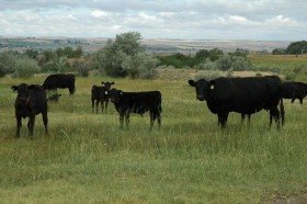 Cattle graze at Celia's G+ Ranch. 