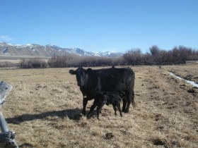 One of the busiest seasons on the Dowton 3X Ranch, is calving; but Trish doesn't mind the work one bit! 