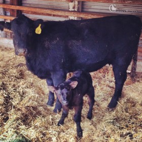 A fresh baby from this past calving season. 