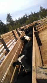 Mama cows waiting patiently.