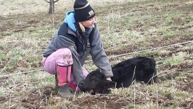 That little heifer was enjoying some petting while waiting for the other calves to be grouped. 