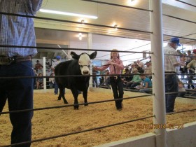 In the sale ring.