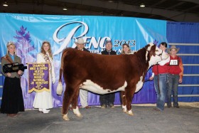 In 2013, the Holt's gained a purple banner from the Western Nugget National Junior Hereford Show. 