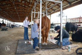 As a family, we enjoy showing our cattle. It's a way to advertise the genetics we offer. We also like seeing our kids take responsibility for an animal and work together to get things done. 
