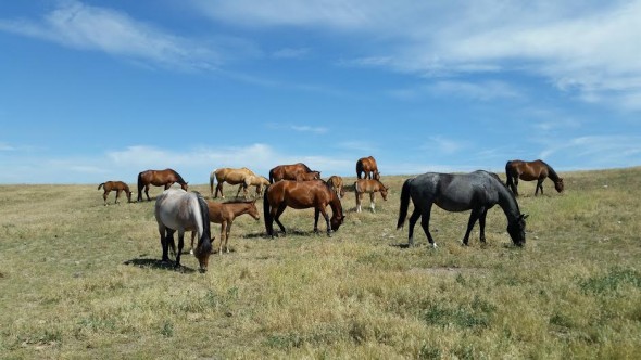 Part of the Thompson's horse herd, grazing on their summer range. 