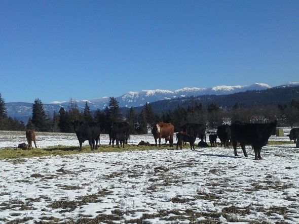 A few members of Mai's cattle herd. 