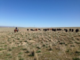 Turning out cows on public lands