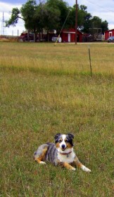 Lacy, a dog Dawn considers to be the "best cowdog ever," waiting to bring in the horses. 