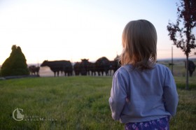 Our baby girl checking out the mamas and babies in the pasture outside our yard. Not going to lie—I love looking out our windows and seeing pastures full of cows.