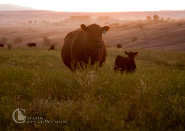 Black Angus cow and calf at sunset.